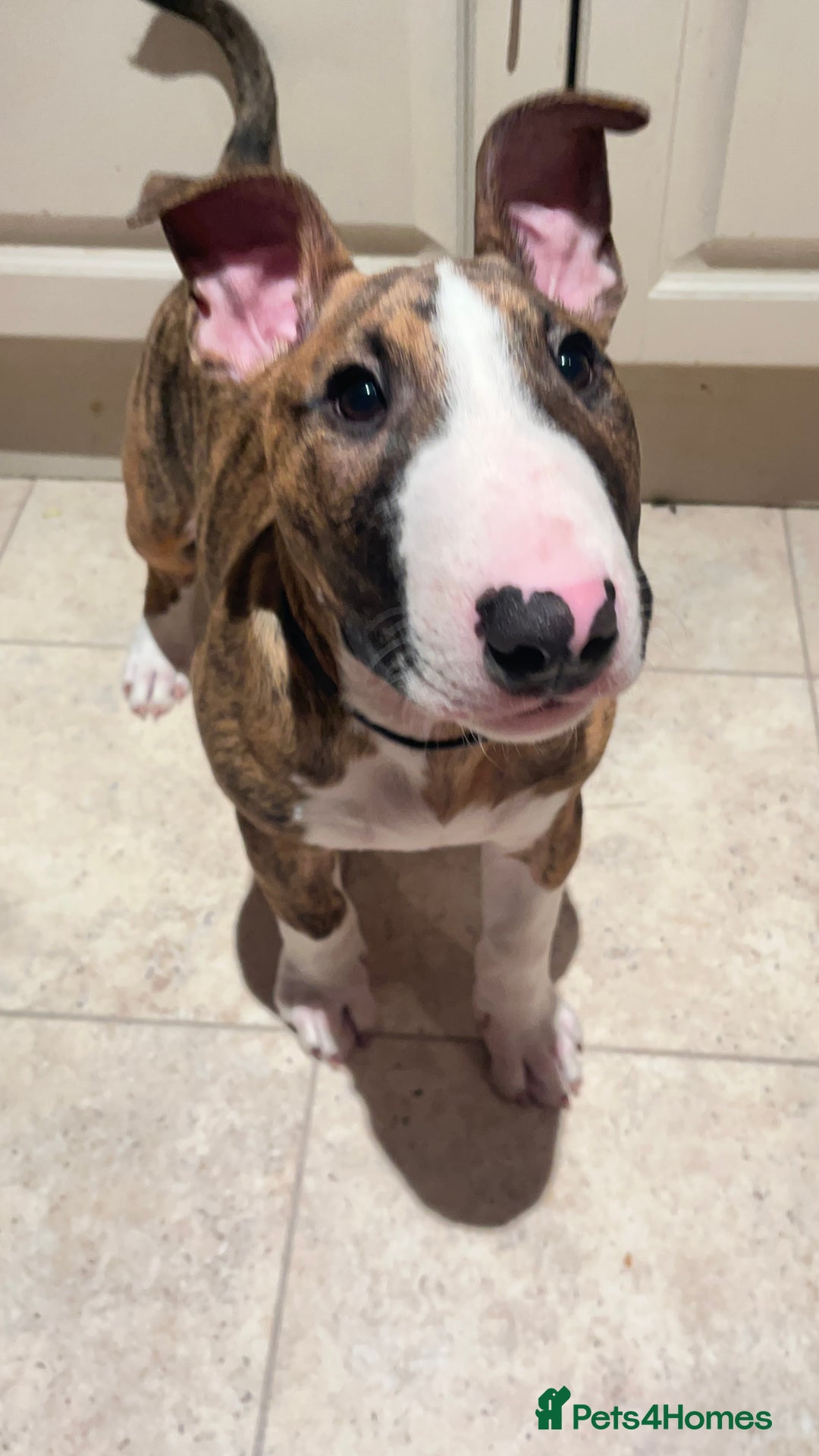 English Bull Terrier dogs for sale: English Bull Terrier male puppy  - Advert 6