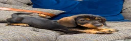 Dachshund dogs for sale: Standard Wire haired dachshund/teckel  - Advert 8