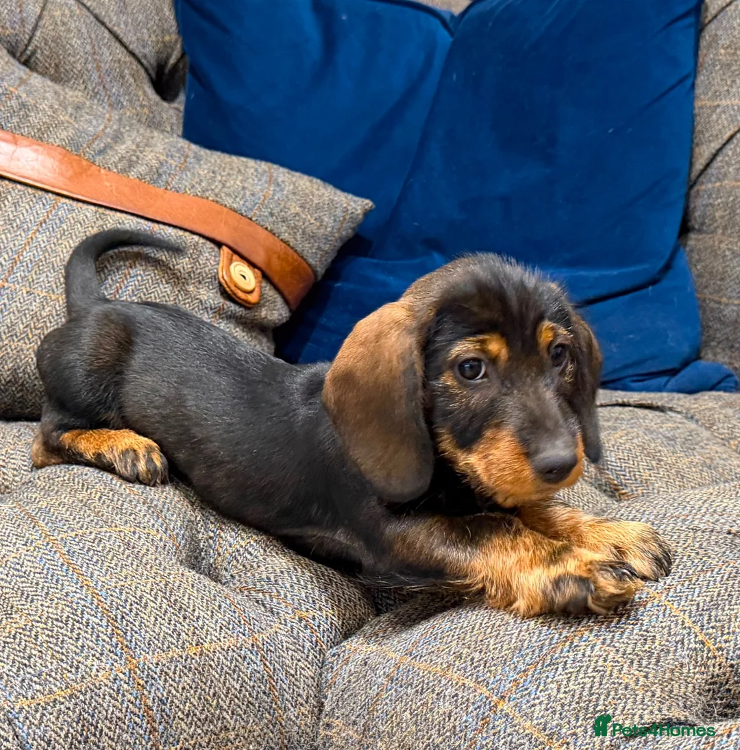 Dachshund dogs for sale: Standard Wire haired dachshund/teckel  - Advert 8