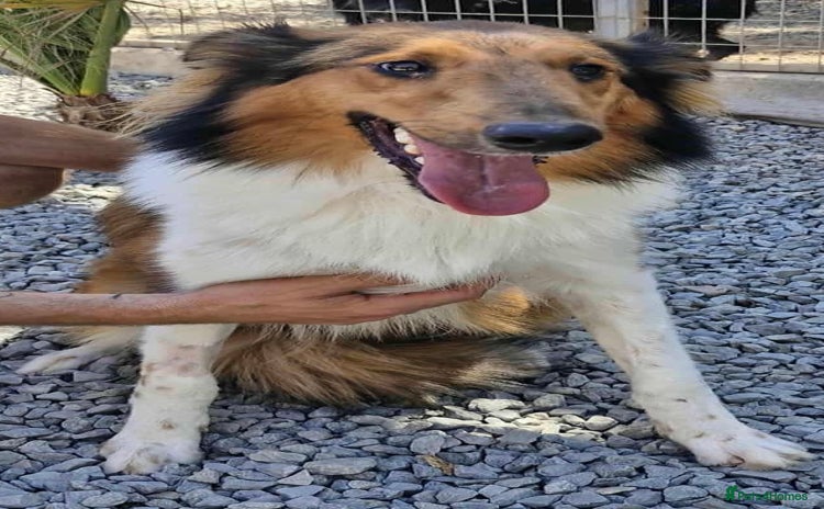 Rough Collie dogs Brin is looking for a loving home - Advert 14