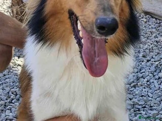 Rough Collie dogs Brin is looking for a loving home - Advert 5