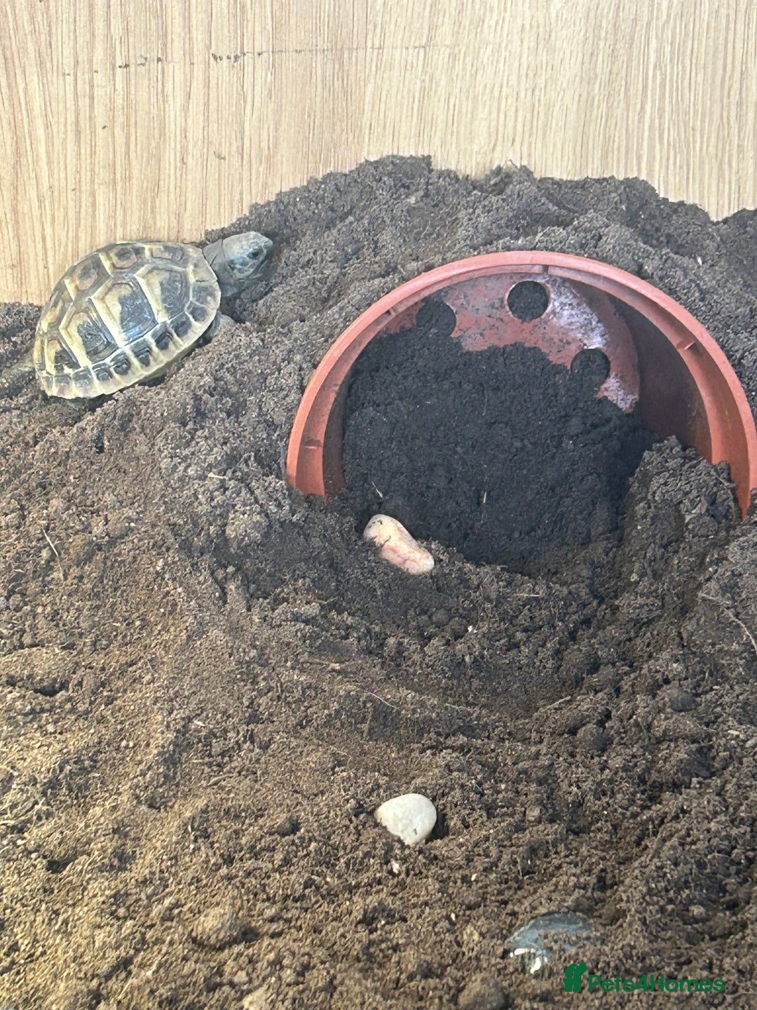 Hermann Tortoise reptiles for sale: Herman tortoise’s  looking for a loving home  - Image 4