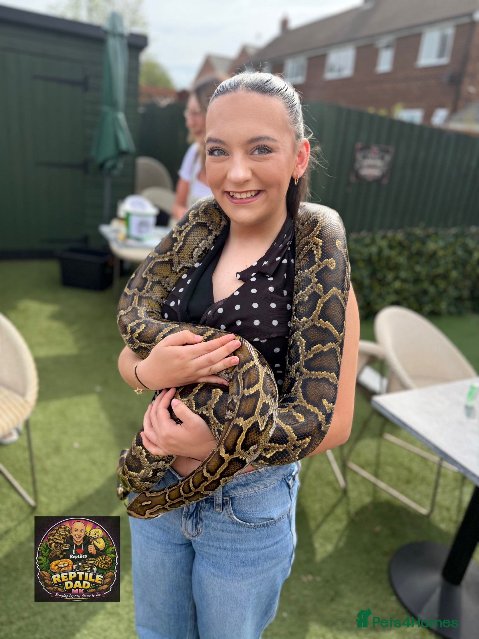 Python Snake reptiles Burmese Python - Advert 1