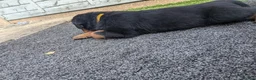 Rottweiler dogs for sale: 4 rottweiler boys  - Advert 6