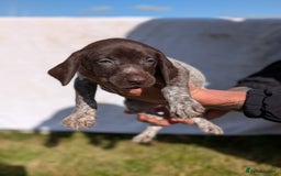 German Shorthaired Pointer dogs for sale: 7 Beautiful KC GSP Puppies - Image 15