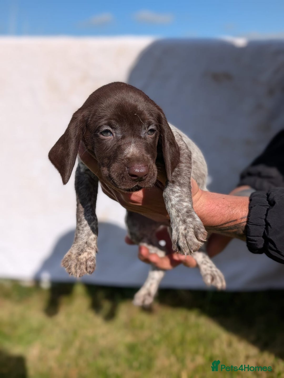 German Shorthaired Pointer dogs for sale: 7 Beautiful KC GSP Puppies - Image 15