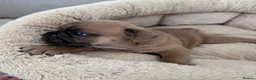 French Bulldog dogs for sale: Outstanding French Bulldog puppies  - Advert 22