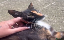 Mixed Breed cats for sale: Last 3 Adorable Ginger Males 🧡 - Advert 6