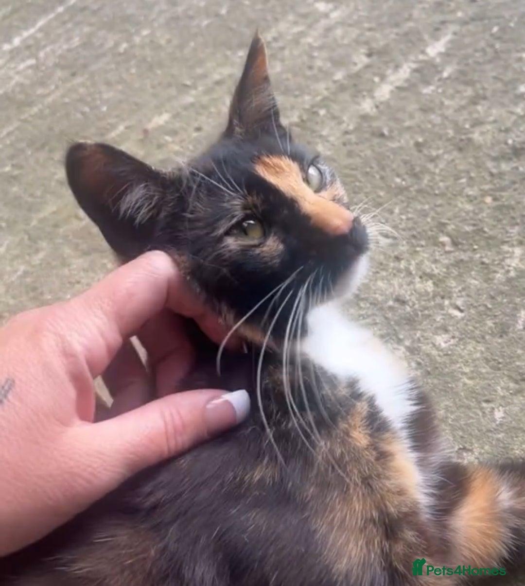 Mixed Breed cats for sale: Last 3 Adorable Ginger Males 🧡 - Advert 6