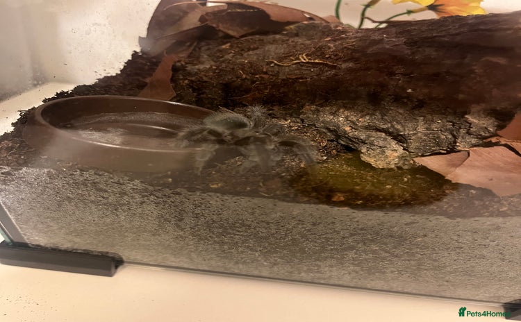 Tarantulas invertebrates A. Seemani and G. Pulchra - Advert 8