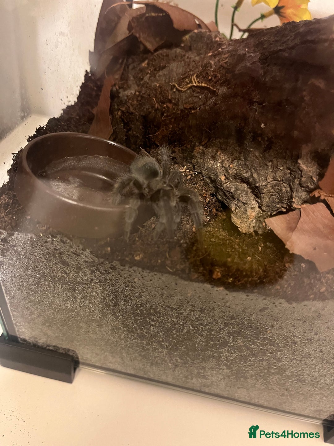 Tarantulas invertebrates for sale: A. Seemani and G. Pulchra - Advert 1