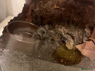 Tarantulas invertebrates A. Seemani and G. Pulchra - Advert 1