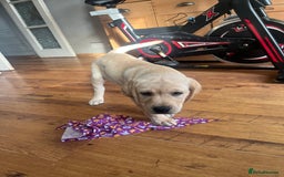 Labrador Retriever dogs for sale: Gorgeous, chunky pedigree Labrador puppy - Advert 8