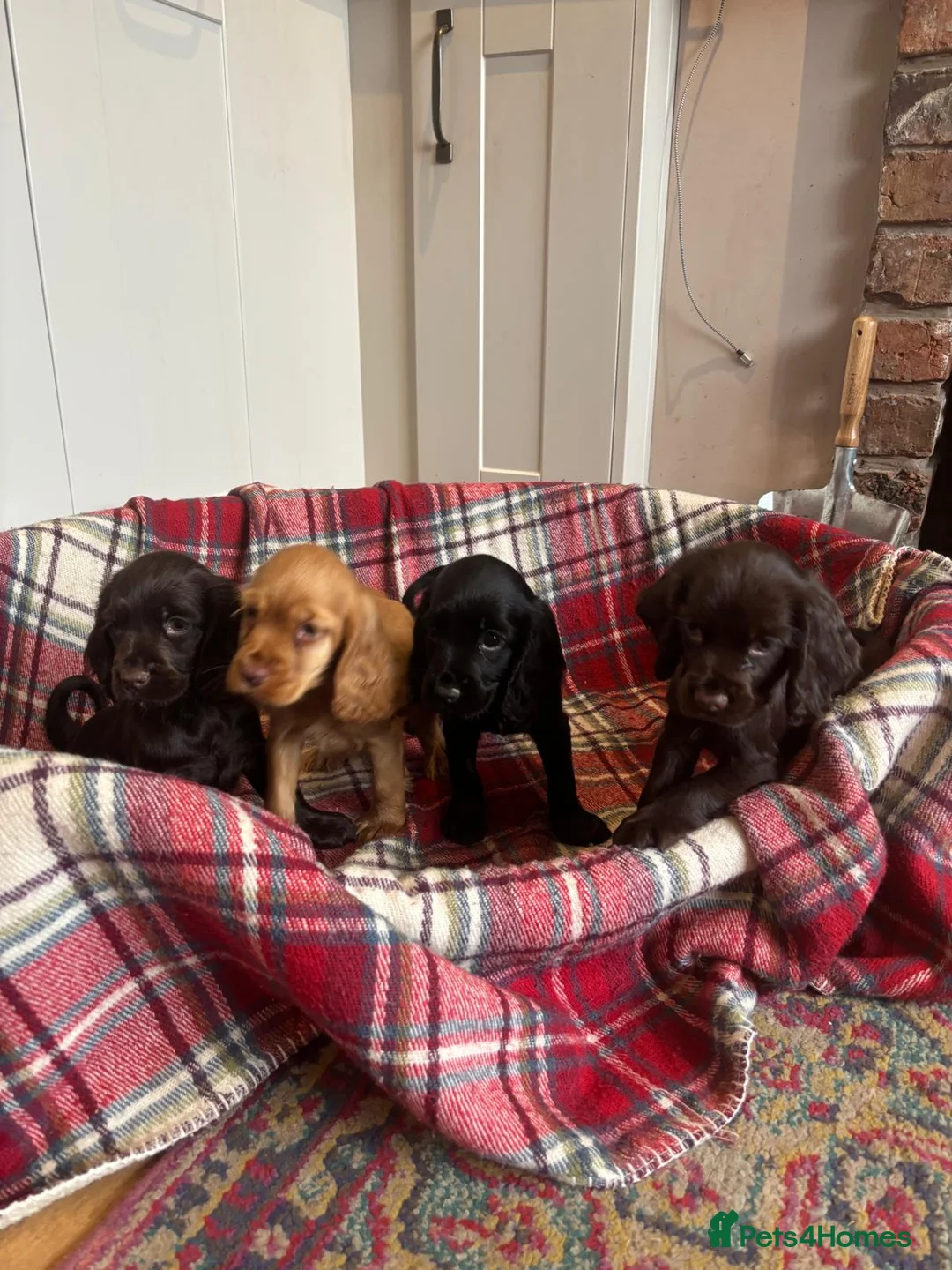 Cocker Spaniel dogs for sale: Beautiful  cocker spaniel puppies - Advert 11