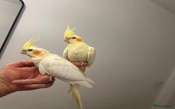 Budgerigars birds for sale: Budgies and cocktails - Image 8