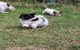 Mixed Breed dogs for sale: Jack Russel x pomeranian - Image 5