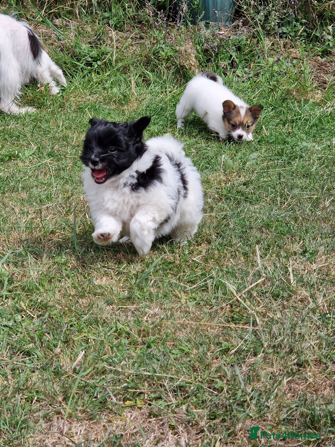 Mixed Breed dogs for sale: Jack Russel x pomeranian - Image 5