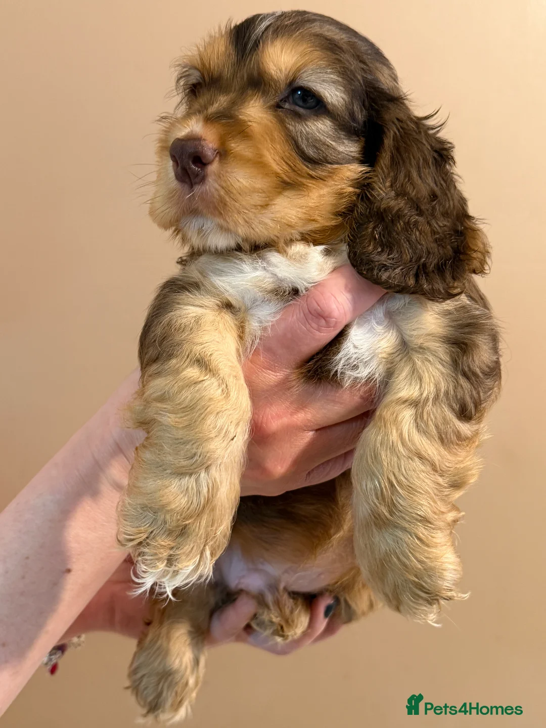 Cocker Spaniel dogs for sale: Beautiful litter of show type cockers  - Advert 2