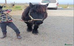 Shetland pony horses for sale: Lead rein pony and companion  - Image 4