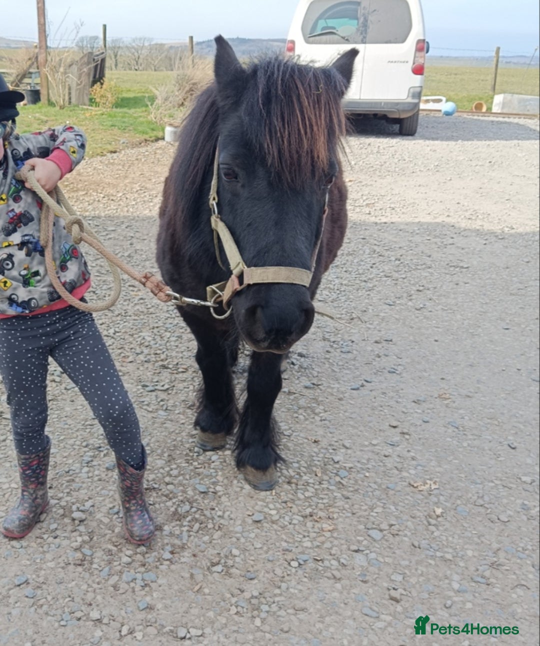 Shetland pony horses for sale: Lead rein pony and companion  - Image 4