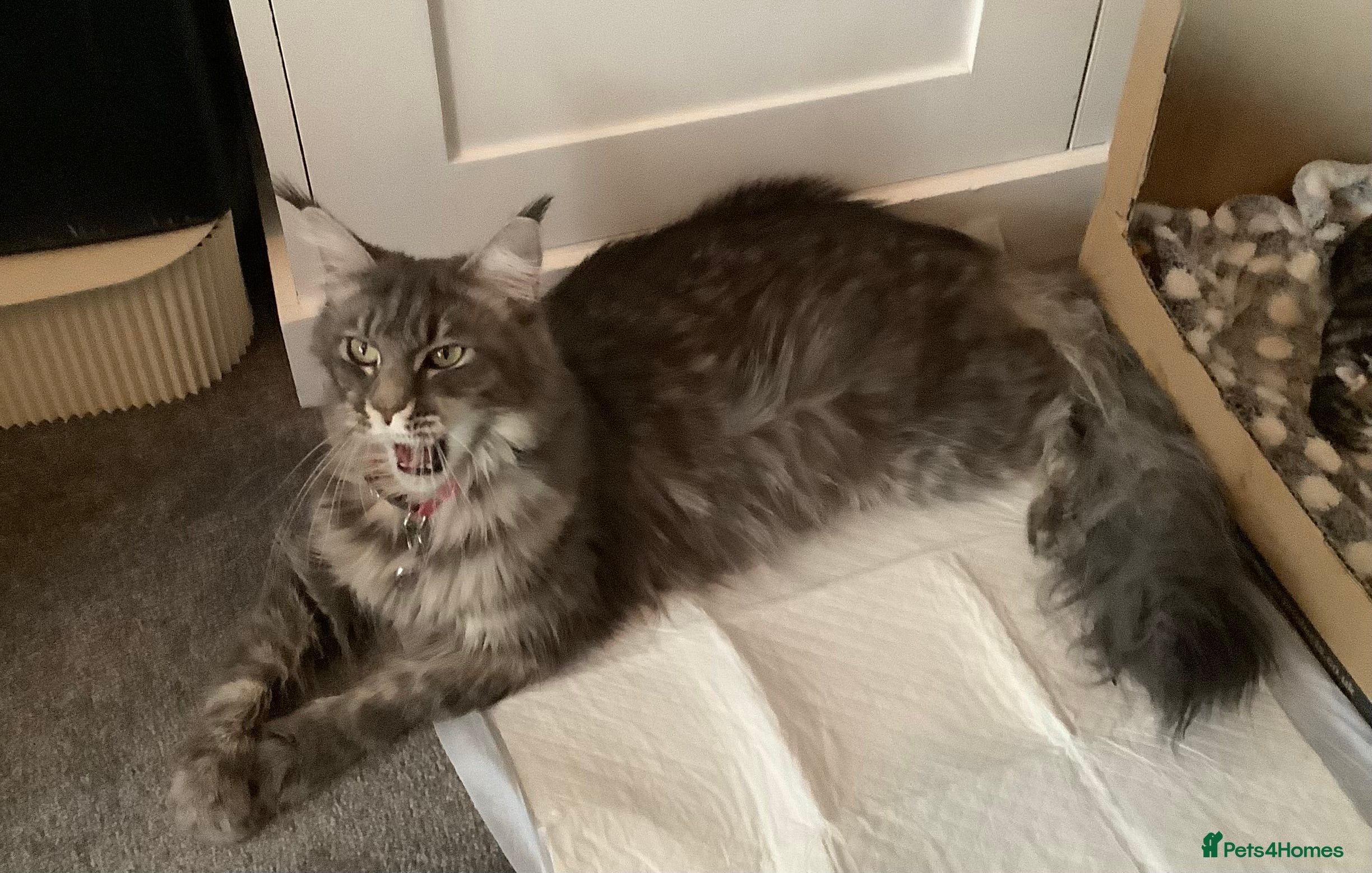 Maine Coon cats Mainecoon Cross  - Advert 2