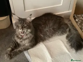 Maine Coon cats Mainecoon Cross - Advert 2