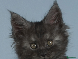 Maine Coon cats Xl Stunning Maine coon kittens - Advert 8