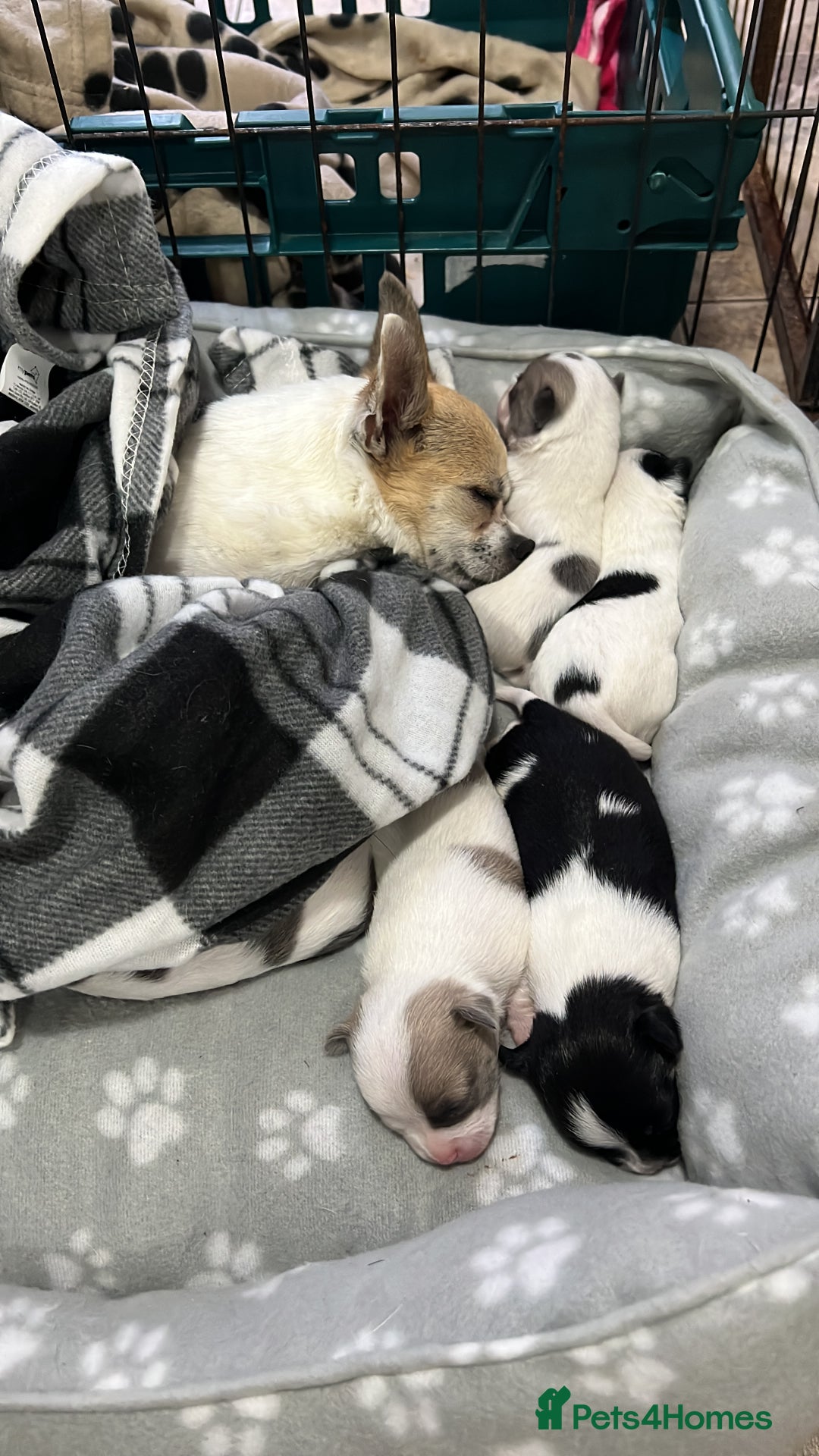 Chihuahua dogs for sale: 5Stunning tiny Smooth coat 🍏head chihuahua puppys - Image 20
