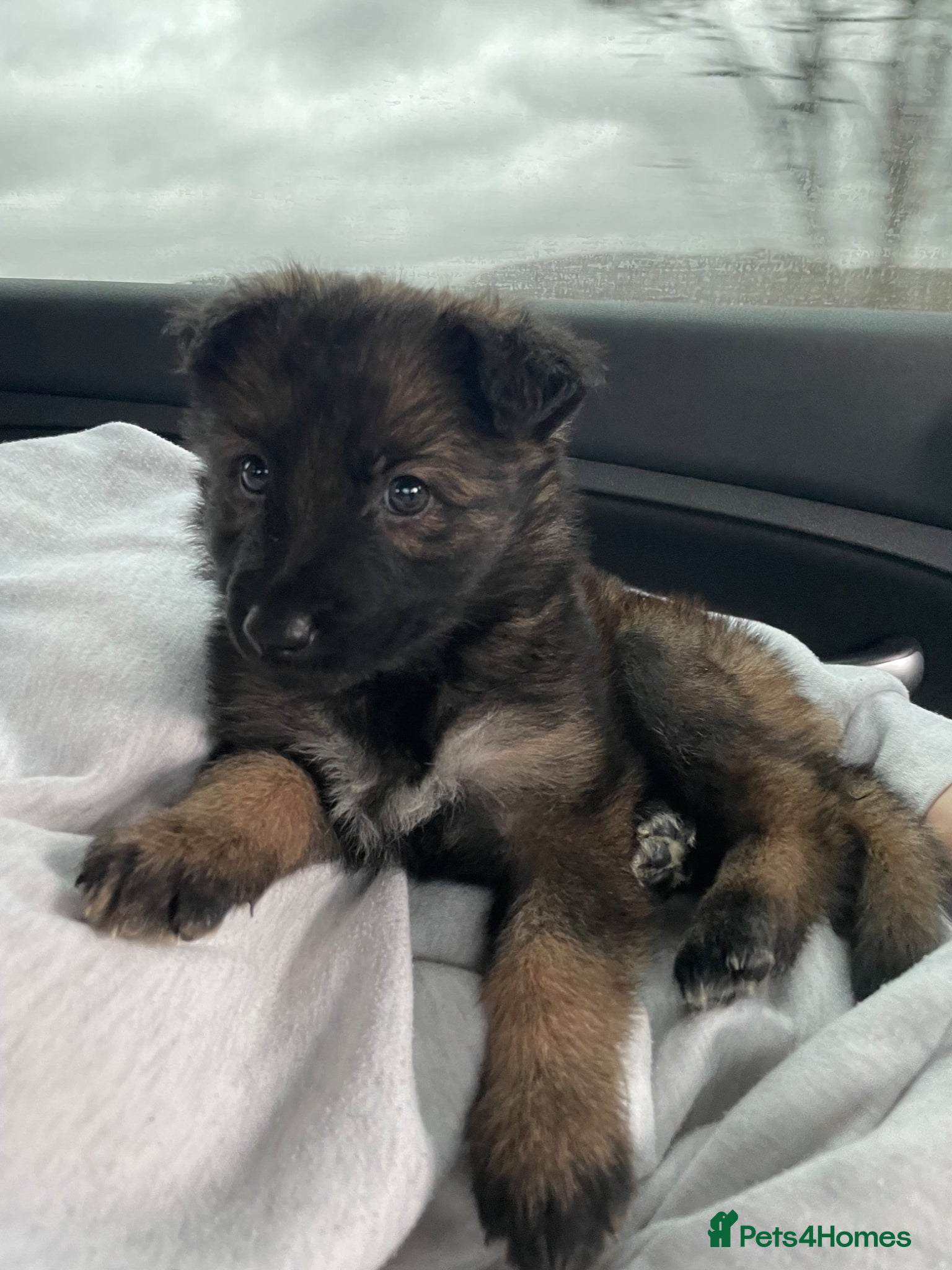 German Shepherd dogs Female german shepherd  - Advert 5