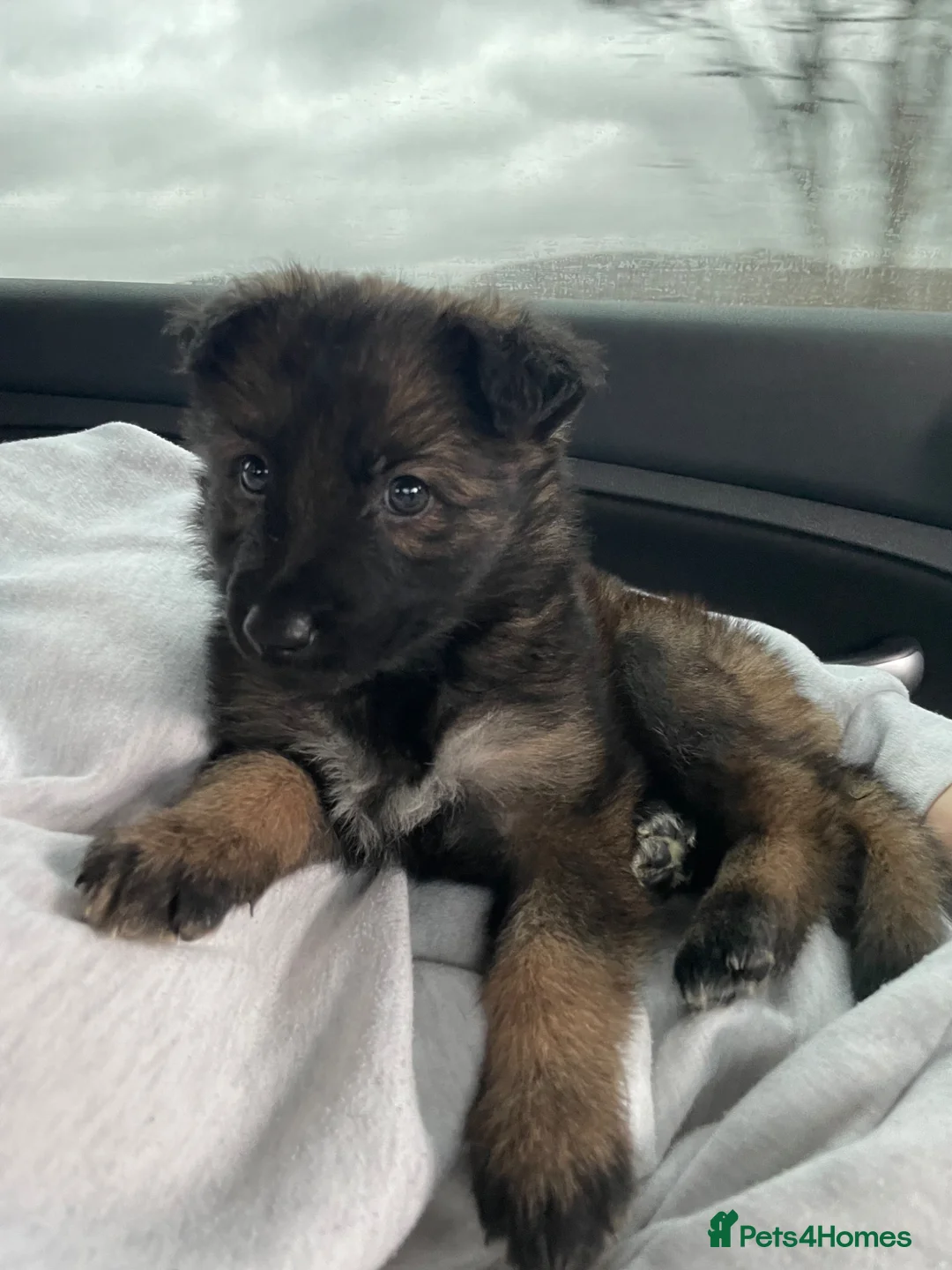 German Shepherd dogs for sale: Female german shepherd  in Derby - Advert 1