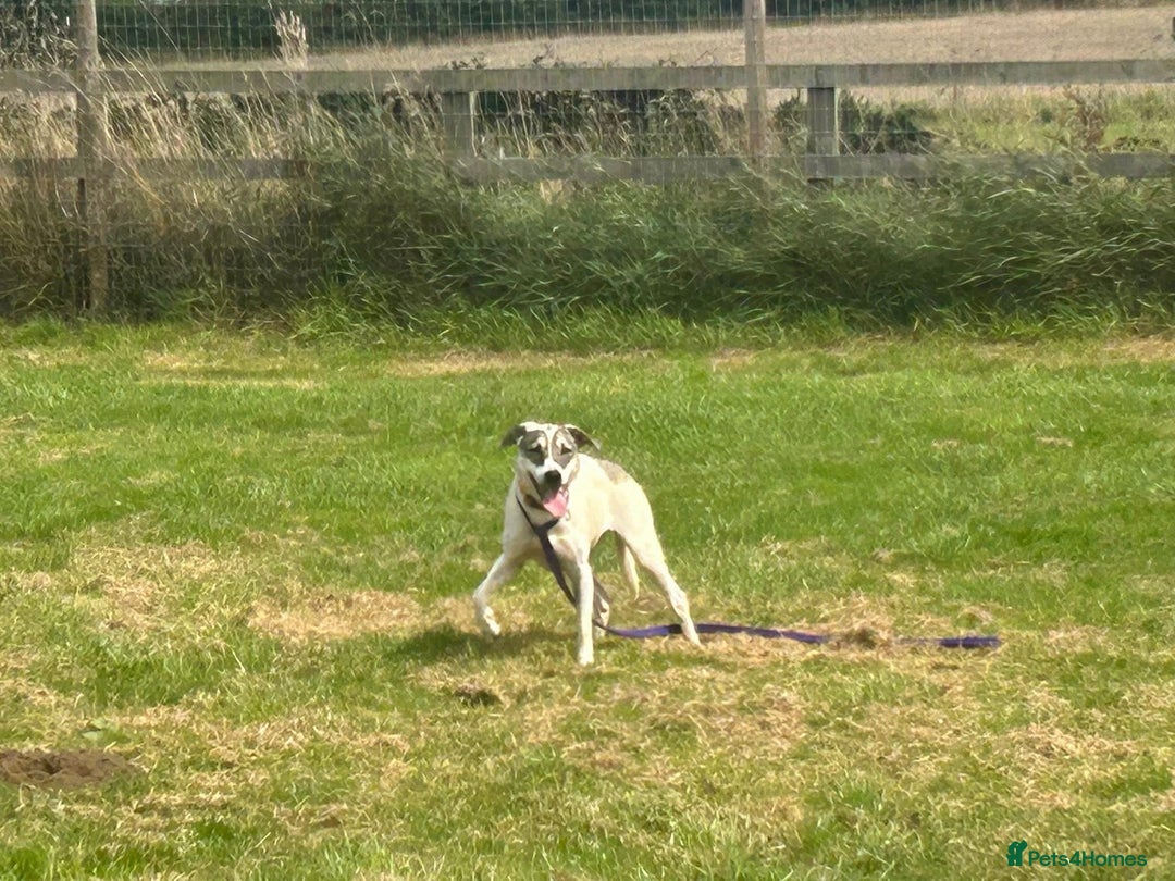 Mixed Breed dogs for adoption: Lotty (2) Norwich Norfolk  - Image 8