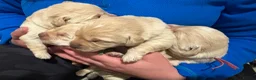 Labradoodle dogs for sale: F1 labradoodle pup. Parents health tested & KC reg - Advert 5
