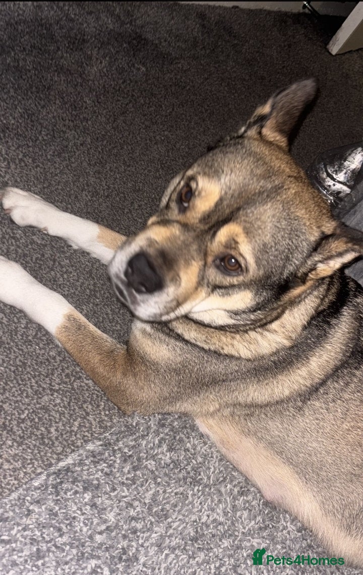 Mixed Breed dogs Dashound cross - Advert 14