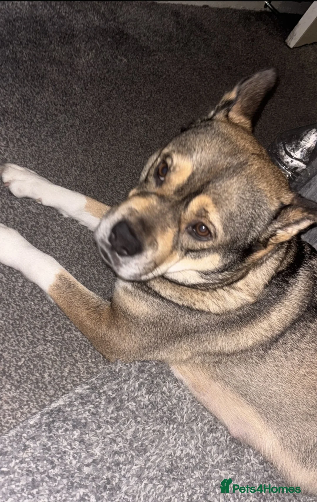 Mixed Breed dogs for sale: Dashound cross - Advert 1