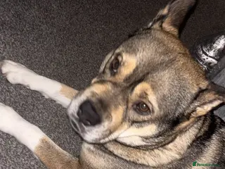 Mixed Breed dogs Dashound cross - Advert 16