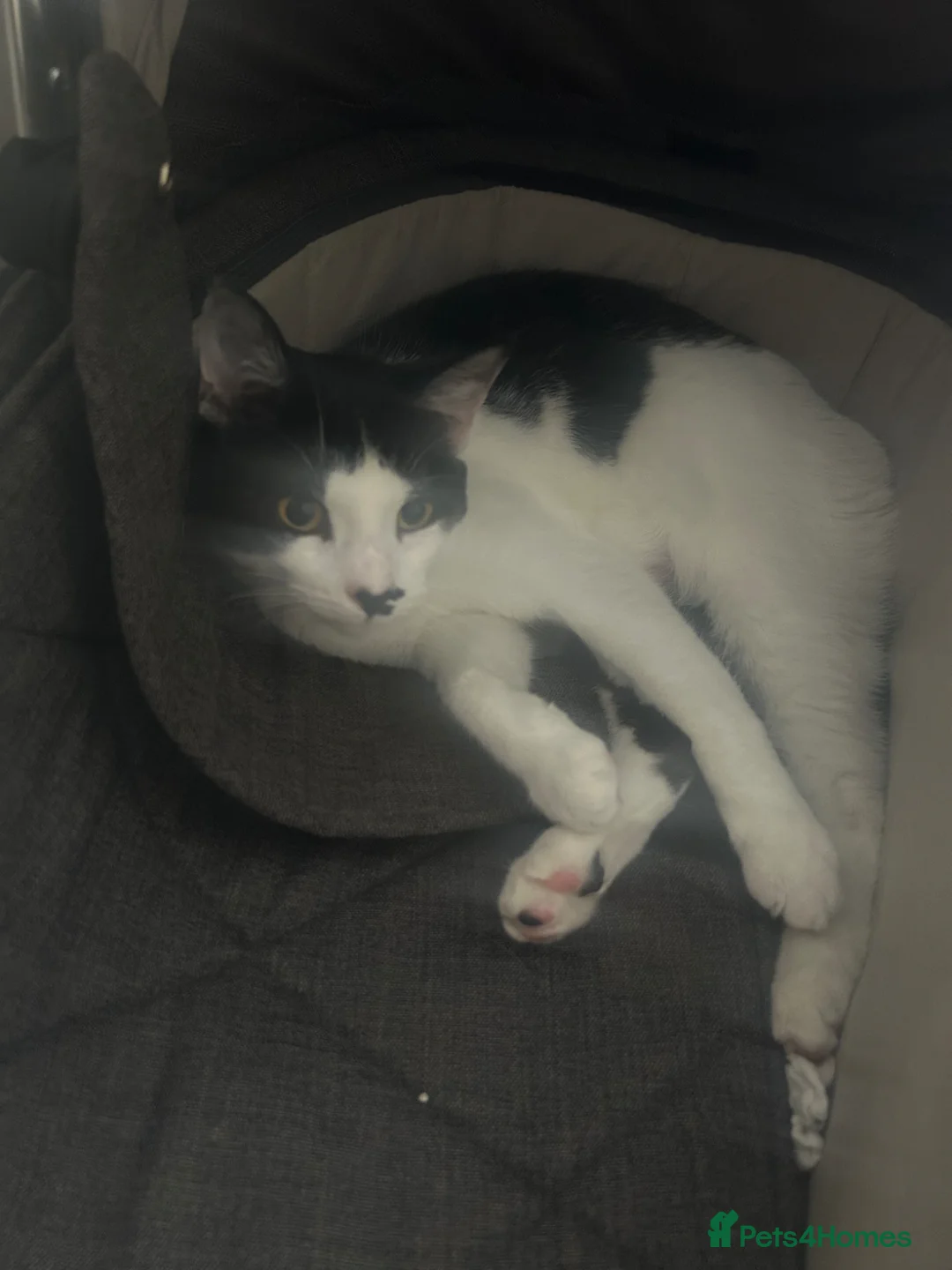 Mixed Breed cats for sale: 1 year old kitten - Advert 2