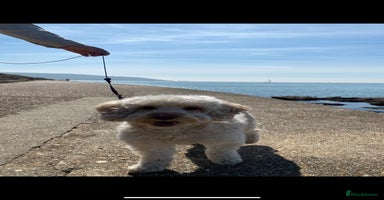 Cockapoo dogs - Advert 12
