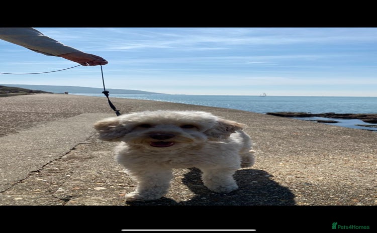 Cockapoo dogs - Advert 14