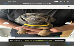 Miniature Dachshund dogs for sale: Miniature Dachsund - Image 4