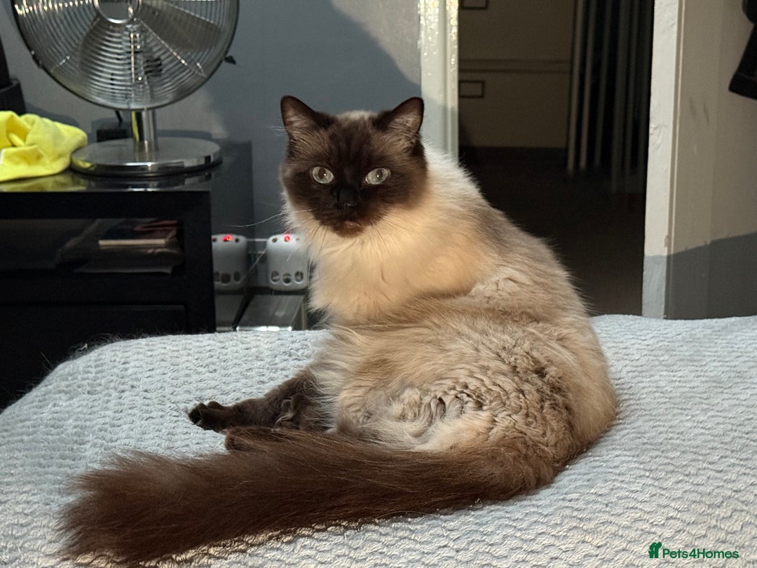 Ragdoll cats for sale: Female Seal Point Ragdoll Cat - Image 2