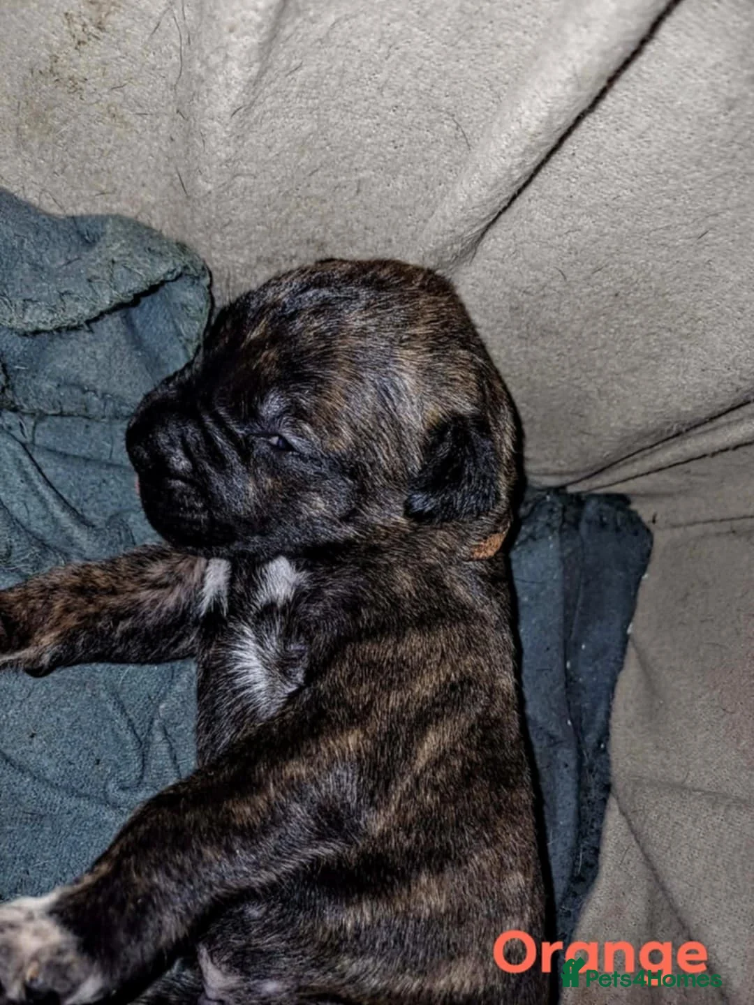 Mixed Breed dogs for sale: CANE CORSO X PRESA CANARIO PUPS £750 - Advert 17