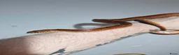 Corn Snake reptiles for sale: Corn snake for sale in Skelmersdale - Advert 4