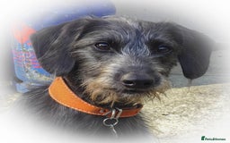 Whippet dogs for sale: Whippet Lurcher - Image 12