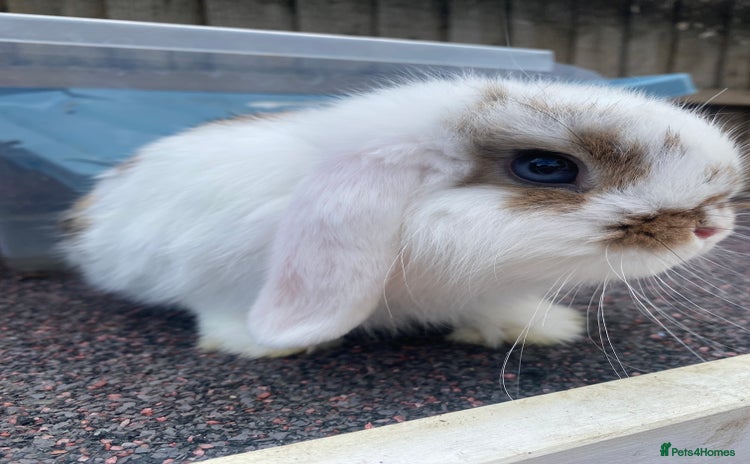 Mini Lop rabbits - Advert 16