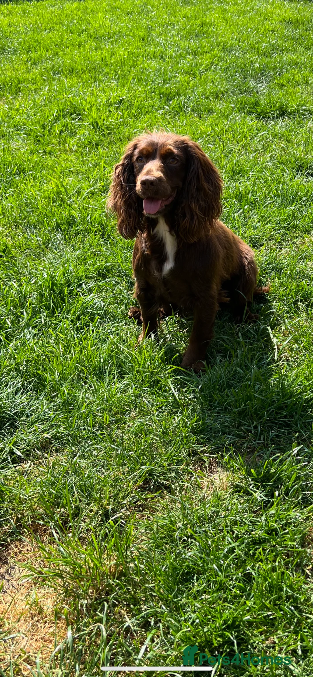 Cocker Spaniel dogs for sale: *KC Registered working cocker spaniel pups* - Advert 2