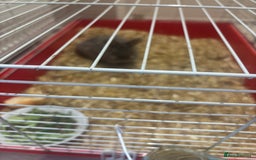 Mini Lop rabbits for sale: Small rabit  - Image 3