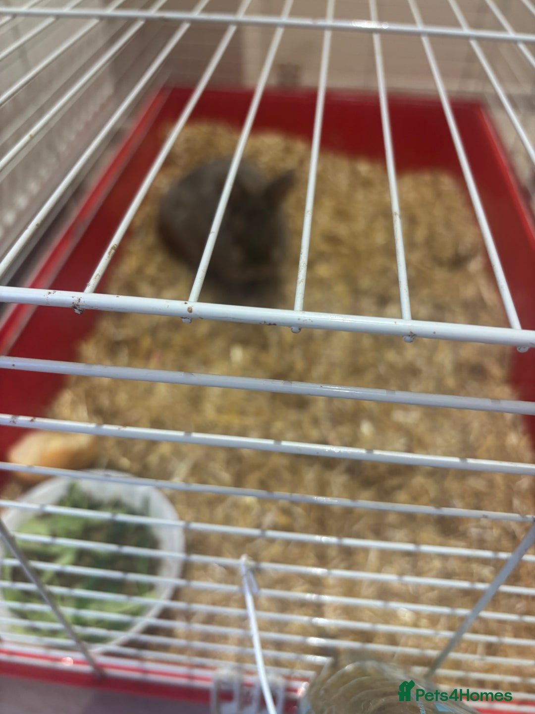 Mini Lop rabbits for sale: Small rabit  - Image 3