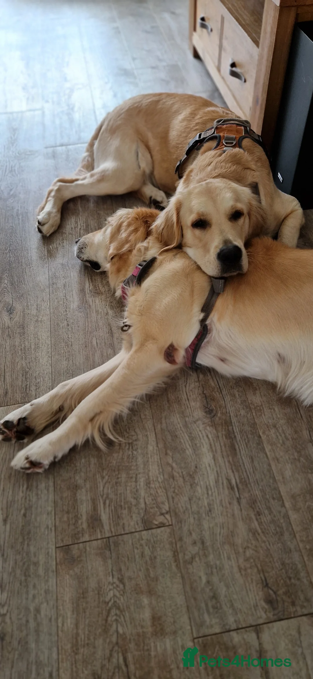 Golden Retriever dogs for sale: Golden Retriever puppies- 3 weeks old - Advert 11