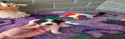 Saint Berdoodle dogs for sale: Miniature F1b Saint Bernadoodles  - Advert 22