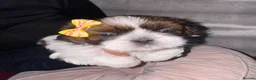 Shih Tzu dogs for sale: 💕 Tiny Paws Big Hearts Beautiful Shih Tzu Pups 💕 in Gloucester - Advert 7